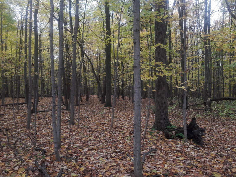 Freeman Preserve really shines in the fall.