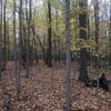 Freeman Preserve really shines in the fall.