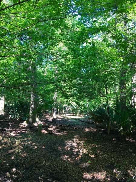 Bright green leaves sprout spring along the Old Barataria Trail.