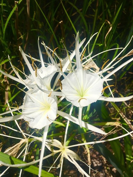 Spider lilies grow on the forest floor along the Palmetto Trail.