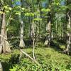 Verdant cypress forests await along the Ring Levee Trail.