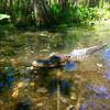 A friendly neighbor might greet you along the Palmetto Trail.