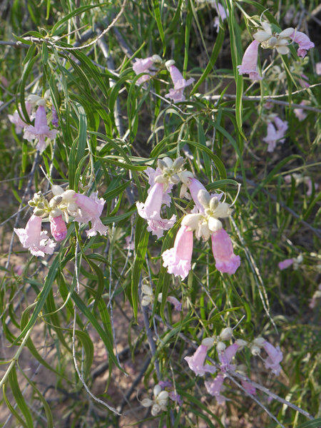 Cedar Pocket wildflowers awaken in the morning light.