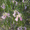 Cedar Pocket wildflowers awaken in the morning light.