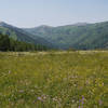 A sea of wildflowers sprouts near Willow Heights.