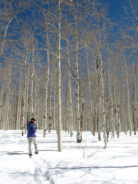 My companion snowshoes through aspens near Willow Creek.