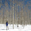 My companion snowshoes through aspens near Willow Creek.