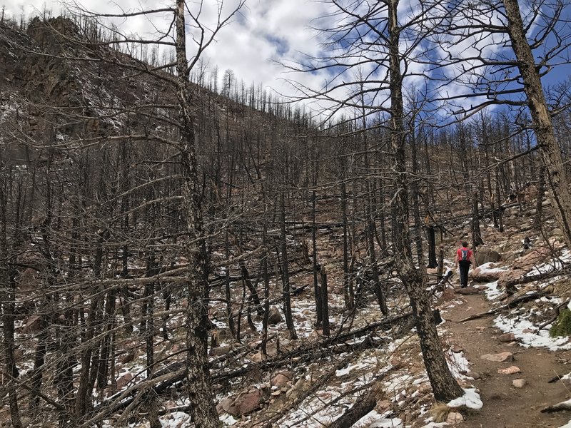 Shadow Canyon offers an interesting look at a standing dead forest left as the remains of a forest fire.