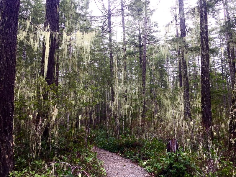 Right near the beginning of the loop, the forest almost feels like a sort of creepy watercolor painting.