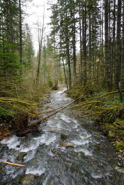 Just a few hundred yards upstream from Big Creek Campground, enjoy this phenomenal view of forest and flowing water.