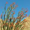 An ocotillo blooms in the spring after a winter of heavy rains in Anza-Borrego Desert State Park.