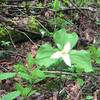 Many of its namesake grow along the Trillium Trail.