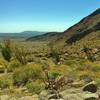 The Sonoran/Colorado Desert comes alive in the spring. Orange-tipped ocotillo, yellow brittlebush, and a cholla cactus pose for a photo.