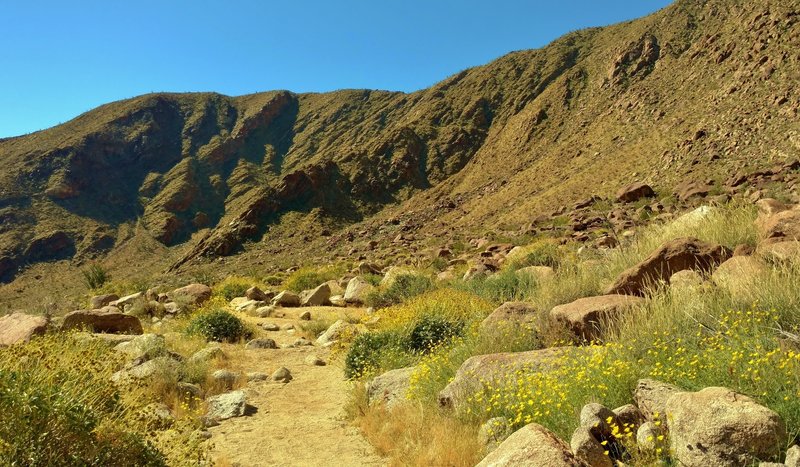 Spring greenery brings color to the Sonoran/Colorado Desert. Yellow poppies grow to the right of the trail here, and yellow brittlebush everywhere else.