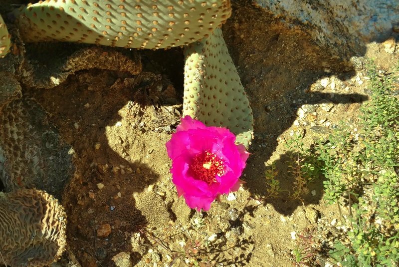 A beavertail cactus blooms along the Palm Canyon Alternate Trail.