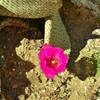 A beavertail cactus blooms along the Palm Canyon Alternate Trail.