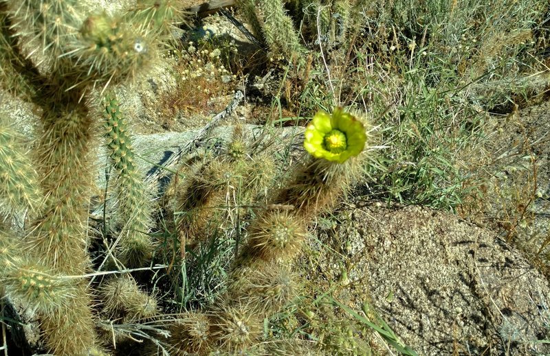 This green flower bloom on a cholla cactus provided a little visual interest along the Palm Canyon Alternate Trail.