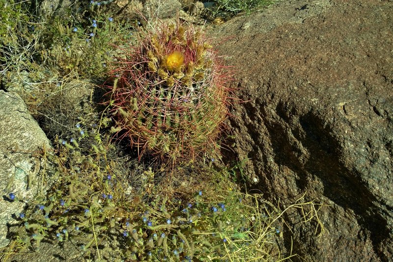 A barrel cactus blooms on the Palm Canyon Alternate Trail.