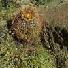 A barrel cactus blooms on the Palm Canyon Alternate Trail.