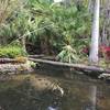 A plethora of turtles enjoy a small pond along the trail.