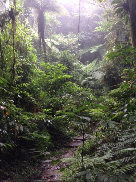 The Itupava Trail traverses dense rainforest.