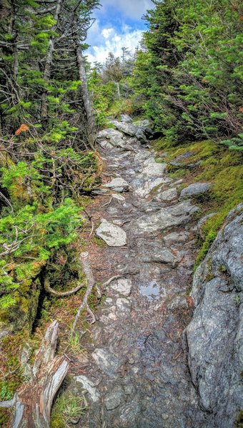 About 85% of the way up the Sunset Ridge Trail, you'll have to navigate this rocky bit that winds through short evergreens. While the trees block the view of the summit, you'll be rewarded with expansive views from the top!