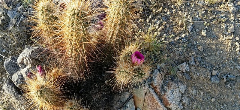 Eastwing Mountain Trail is rife with interesting flora including cholla and plenty of cacti!