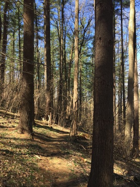 A section of pines along the trail.