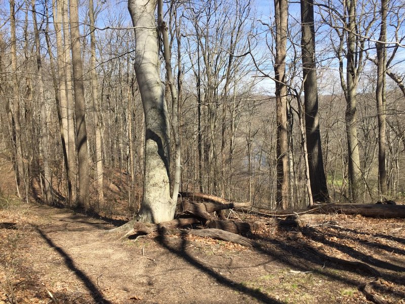 View from the trail of the creek below.