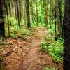 The trail winds through another pine area on the loop.