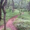 Lowlands Loop starts with this smooth, winding singletrack.