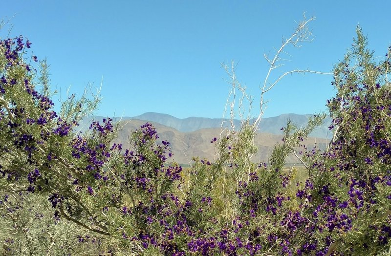 Mountains loom in the distance from the Anza-Borrego Desert State Park Visitor Center.