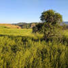 The Mesa Trail is exceptionally beautiful in the evenings.