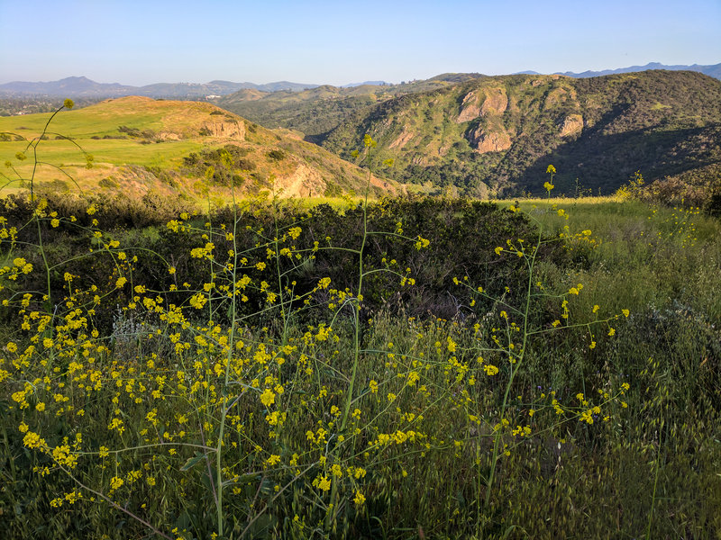 Mustard blooms with Wildwood Canyon in the background.