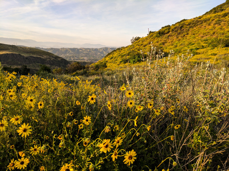 Spring wildflowers and sage present themselves along the trail.