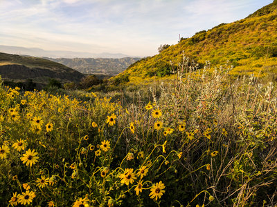 Spring wildflowers and sage present themselves along the trail.