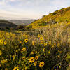 Spring wildflowers and sage present themselves along the trail.