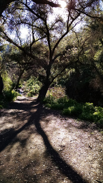 Riparian woodlands adorn Sycamore Canyon.