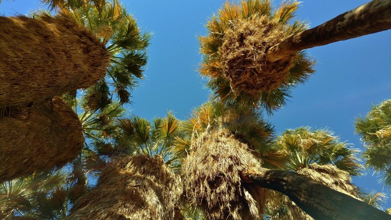 You'll remember looking up at the tall palms of the Palm Canyon oasis for a long time after your visit.