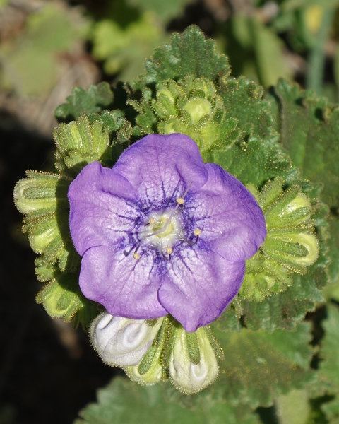 Wildflowers bloom along the Lilac Canyon Trail in Black Mountain Open Space Park.