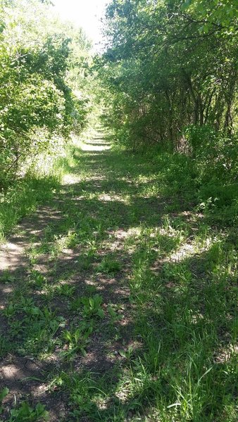 In springtime, the trails can have lots of low-hanging vegetation.