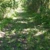 In springtime, the trails can have lots of low-hanging vegetation.