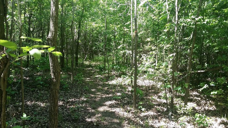 Saplings create a maze of dense forest.