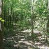 Saplings create a maze of dense forest.