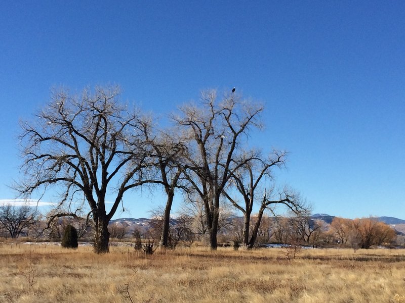 Bald eagle spotting.