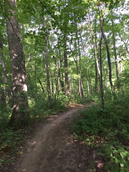 Singletrack through the woods on the Potawatomi Trail.