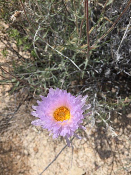 Wildflowers in the spring in Grapevine Canyon.