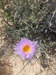 Wildflowers in the spring in Grapevine Canyon.