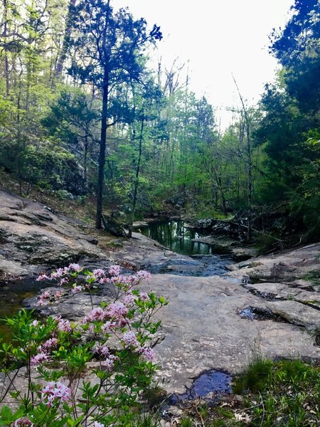 Azaleas bloom fervently at Cedar Falls.