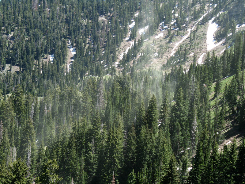 A huge pine tree pollen release at Ant Knoll is triggered by a gust of wind.